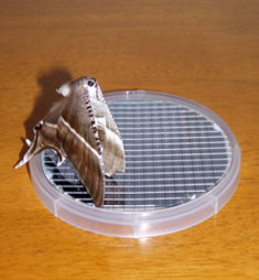 Micronozzles 4 inch wafer, compared to a moth